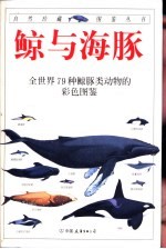 鲸鱼与海豚