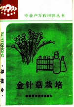 金针菇栽培
