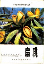 扁桃