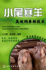 小尾寒羊高效饲养新技术