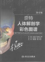 奈特人体解剖学彩色图谱 翻译版