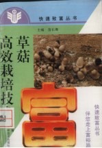 草菇高效栽培技术