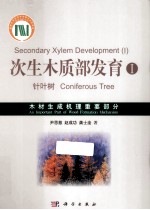 次生木质部发育 1 针叶树 木材生成机理重要部分