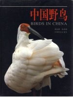 中国野鸟