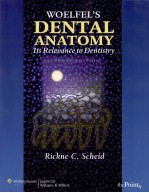 WOELFEL’S DENTAL ANATOMY ITS RELEVANCE TO DENTISTRY