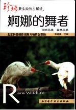 婀娜的舞者 湿地鸟类 森林鸟类