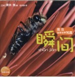 昆虫秘密世界写真 瞬间