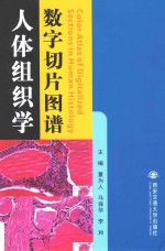 人体组织学数字切片图谱 汉英对照