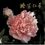 洛阳牡丹 摄影集