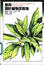 室内观叶植物及装饰
