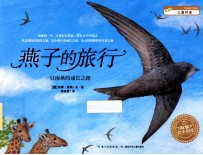 燕子的旅行 一只雨燕的成长之路
