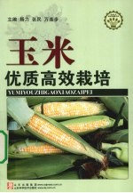 玉米优质高效栽培