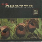 云南大自然博物馆 花卉奇姿