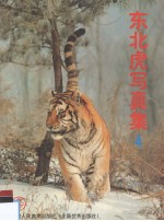 东北虎写真集 4