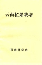 云南芒果栽培