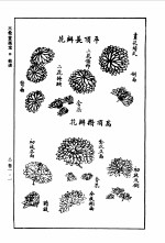 三希堂画宝 竹谱 菊谱