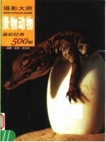 摄影大师摄影经典500幅 景物动物 下