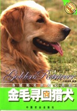 金毛寻目猎犬