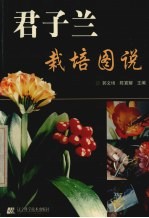 君子兰栽培图说