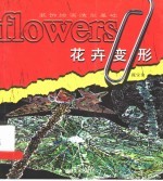 装饰绘画造型基础 花卉变形