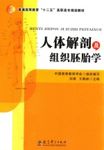 人体解剖及组织胚胎学