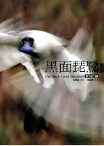 黑面琵鹭全纪录