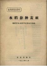 水稻套种黄麻