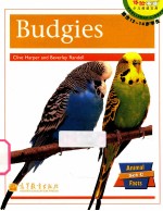 Budgies