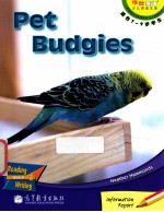 Pet Budgies