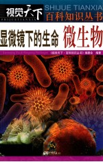 显微镜下的生命 微生物