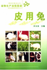 动物生产流程图谱 皮用兔