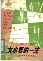 大小麦的一生