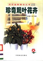 珍奇观叶花卉