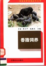 香猪饲养