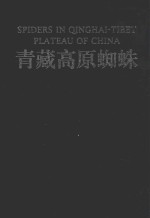 青藏高原蜘蛛