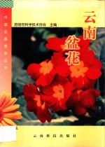 云南盆花