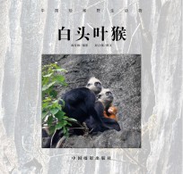 白头叶猴 中国珍稀野生动物
