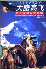 大鹰高飞