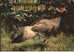 中国野生动物集锦 2