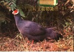 中国野生动物集锦 5