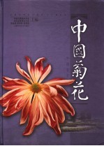 中国菊花