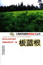 板蓝根