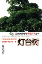 灯台树