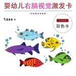 婴幼儿右脑视觉激发卡 彩色卡