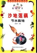沙地莲藕节水栽培