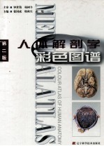 人体解剖学彩色图谱 第2版