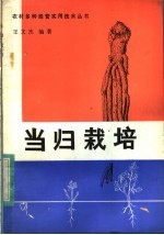 当归栽培