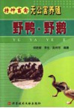 野鸭 野鹅