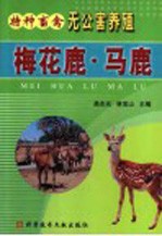 梅花鹿 马鹿