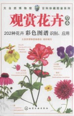 观赏花卉 草本
